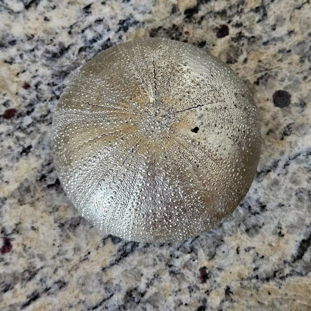 REGINA ANDREW SILVER SEA URCHIN COASTAL BEACH VASE FILLER HOME TABLE DECOR